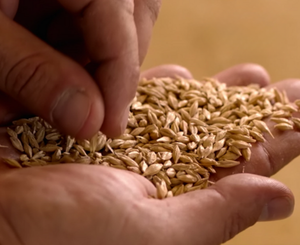 Kostfibre og fullkorn